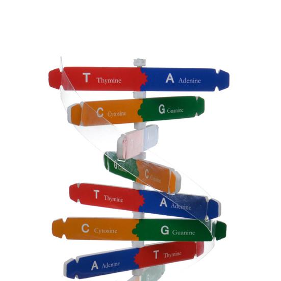 DNA Models Double Helix Structure Teaching Toy ABS Double Helix DIY Human Genes for Biological Science