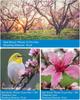 18x Telephoto Lens, High-Definition Telephoto Mobile Phone Lens And Tripod, Bak4 Prism ,Bird Watching, Travel