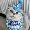Dog Birthday Decoration Supplies Dog Supplies Pet Party Decoration Set Dog Birthday Hat Bow Tie