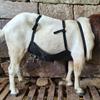 Goat Apron Anti Breeding Sheep Skirt Anti Mating Goat Skirt Livestock Clothing with Adjustable Strap for Goats And Sheep Breeding Control