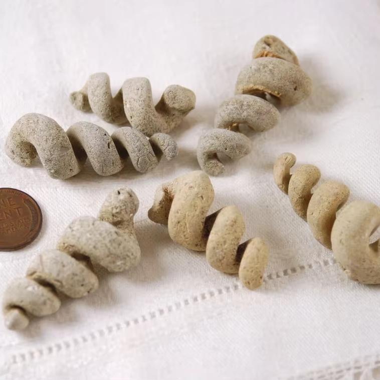Natural Crystal Mineral Specimen Turritella Fossils Spiral Snail Shell Crystal