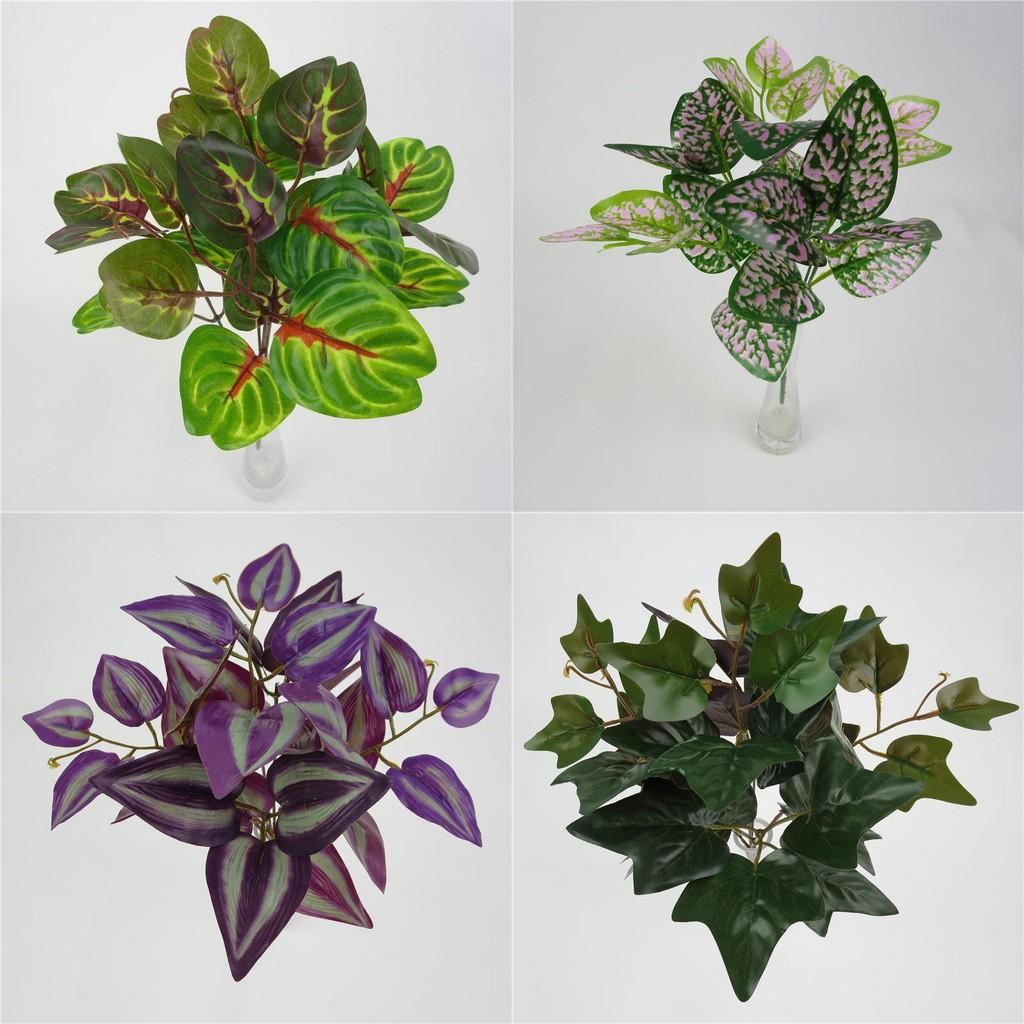 Ipomoea Plant Batatas With Leaf Bundles For Indoor Garden And Decor Office