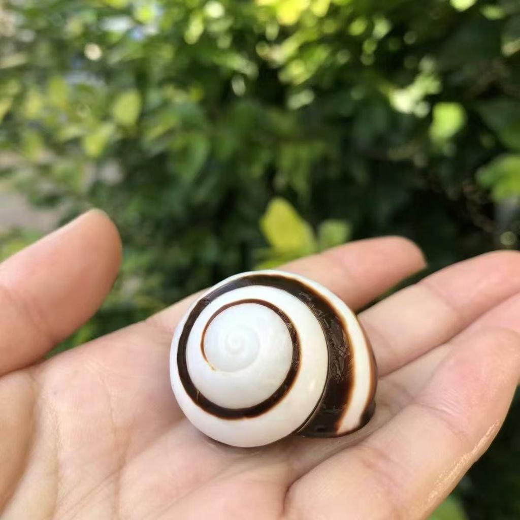 Natural Conch Seashells for Hermit Crabs - Free Shipping, Aquarium Decorations, Water Hardness Regulator