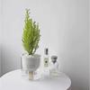 SEE KEAN Small Scented Pine Christmas Tree Desk Plant