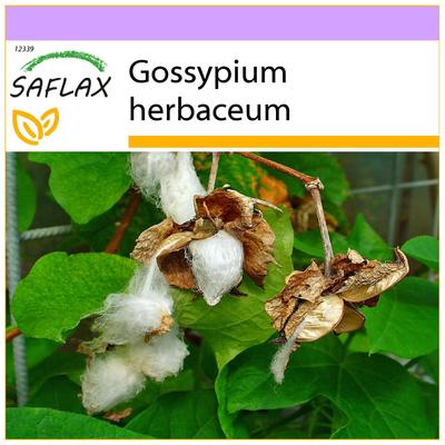 Levant Cotton – 12 sėklų – Gossypium herbaceum