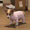 Dog German velvet warm four-legged clothes autumn and winter than bear teddy small dog cat pet bottoming shirt loungewear
