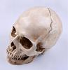 (Little Swallow) LtSw Life-Size Realistic Skull Educational Material Costume Horror Accessory Prank Interior