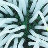 Aquarium Anemone   Luminous Silicone Sea Anemone for Fish   Decoration