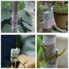 Nastro per Innesto Alberi da Frutto Piante Pellicola 100M X 3Cm Giardinaggio Eco