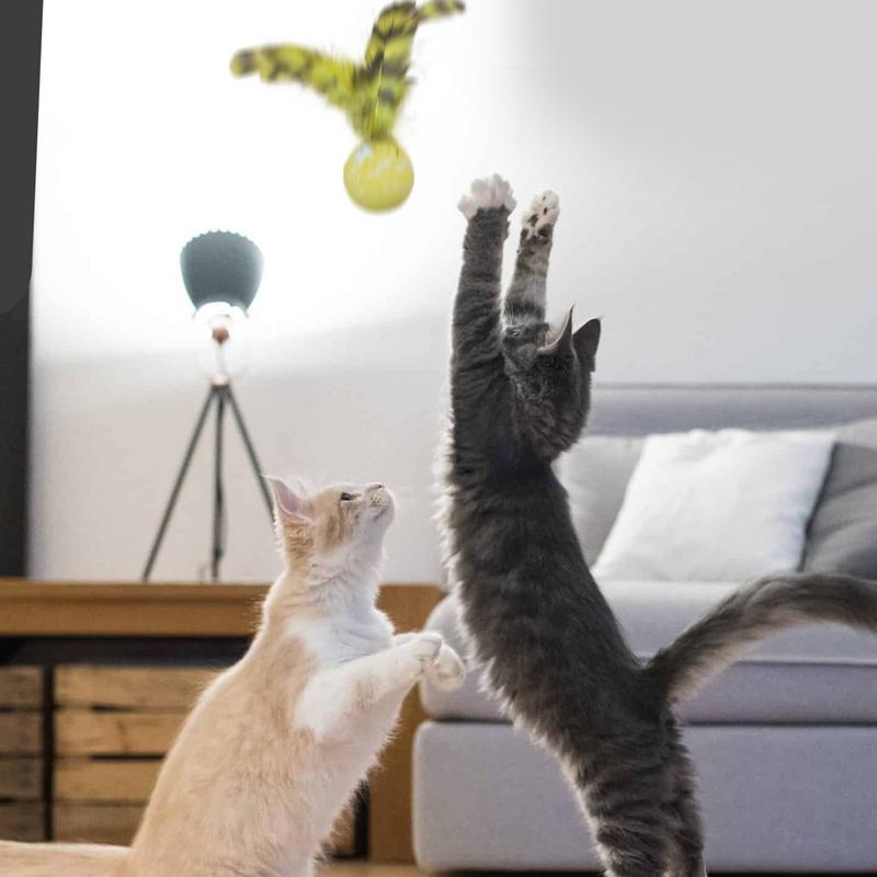 Interactive Cat Toys For Indoor Cats 5 Pieces Interactive Cat Bouncy Ball Set With Feathers Safe Funny Pet Teething Toys For