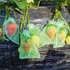 40Pcs 5 Sizes Fruit Grape Protection Bags Garden Drawstring Netting Mesh Bags Anti-Bird For Plant Strawberry Fruit Grow Bags