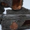 Aquarium Hollow Tree Tunnel Cave Ornament Shrimp Turtle Hiding Shelter Pool Lake Pond Fish Tank Decoration Accessories