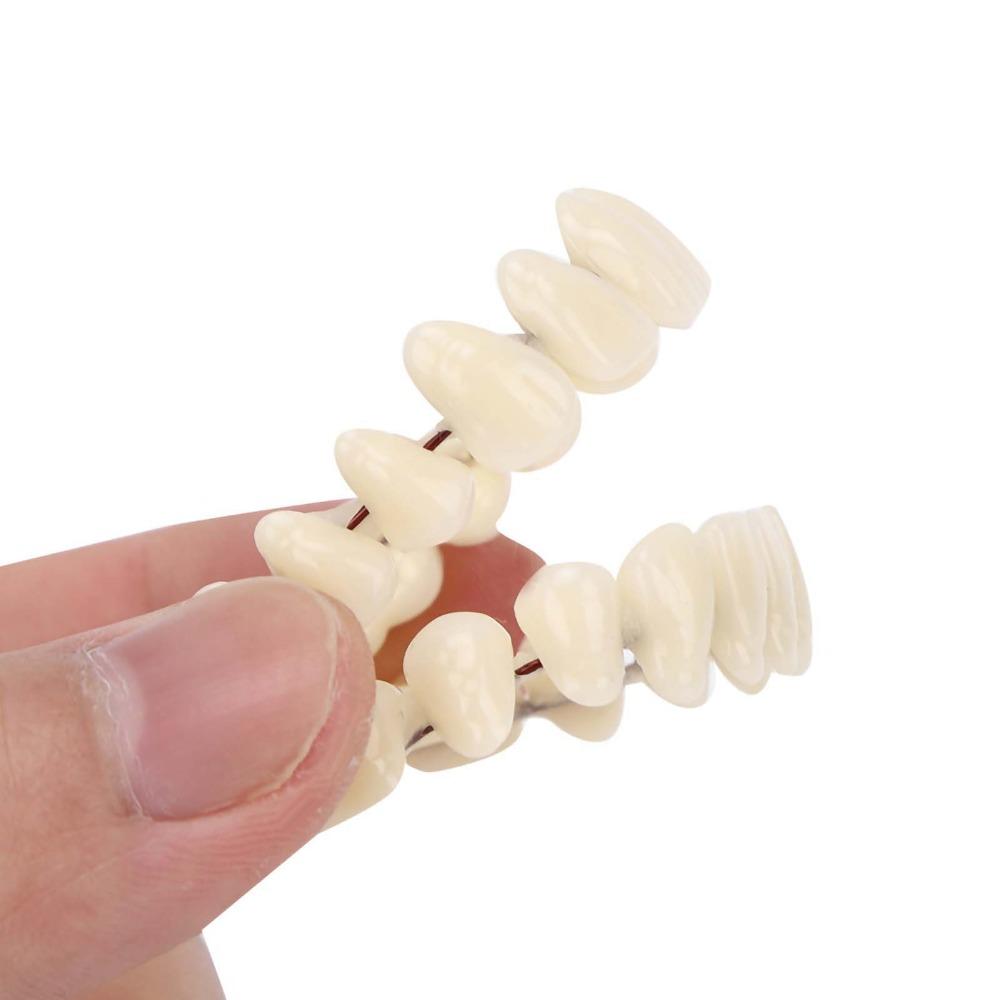 1Pair Removable Dental Teeth Teaching Model Resin Dental Training Model For Training Models