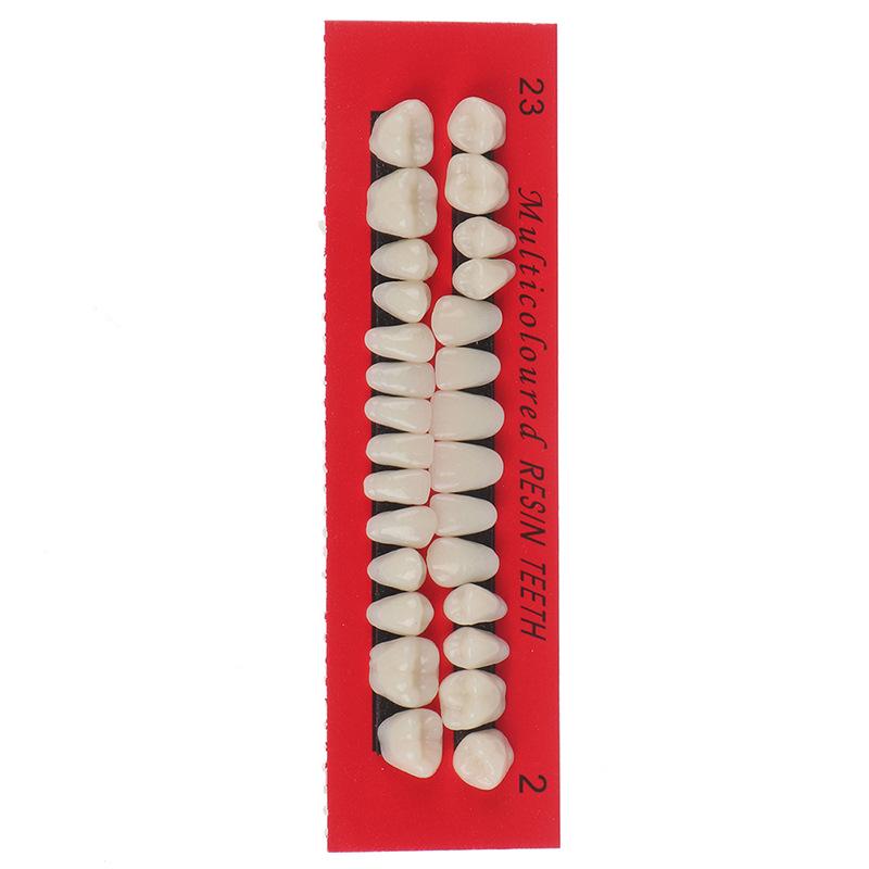 28-Tooth Dental Teaching Model Set