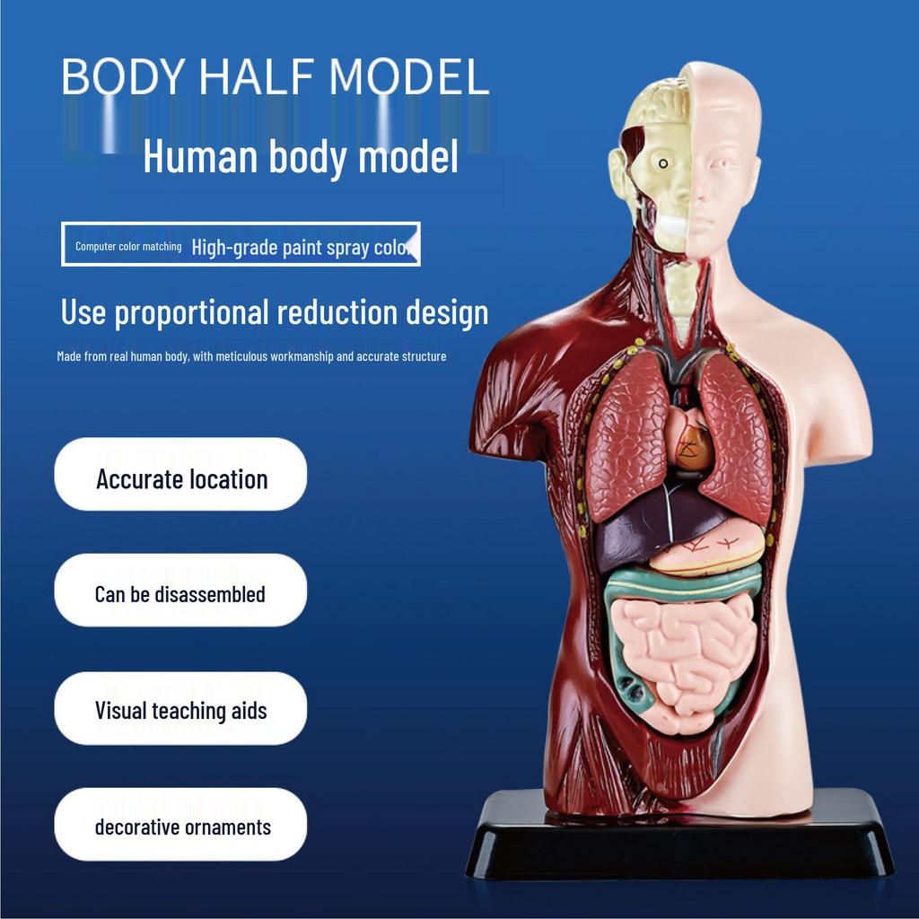 DIY Human Organ & Bone Model Set for Early Education & Kindergarten Students