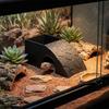 Anti Drowning Reptile Feeding Box With Moss Tray Water Dispenser  Pet Breeding