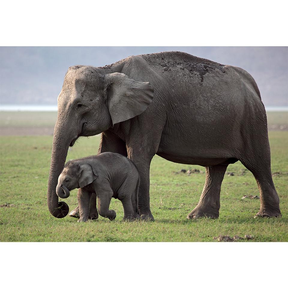 5D-Diamantgemälde zum Selbermachen, Tier-Strass-Bilder, Kreuzstich-Set, voller Diamant-Stickerei, Elefant, Mosaik, Geschenk, Heimdekoration