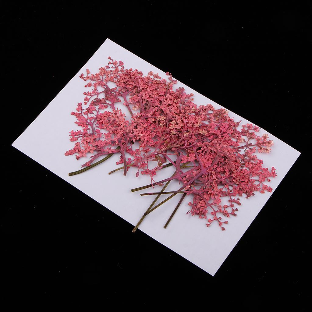 Buy 12x Natural Pressed Real Dried Flower for Card Making Decoration