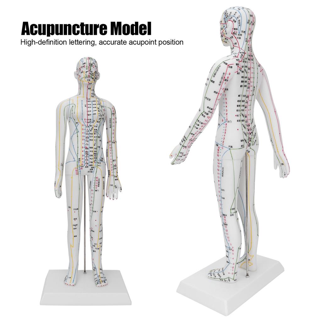 Teaching Acupuncture Meridians Model Women Acupuncture Model with Base Acupuncture Needle Set