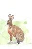 The Wee Sparrow Poetry Press Notebooks Hares