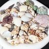 1 Pack Fish Tank Supplies Mix Style Natural Shell Conch Aquarium Landscape Tiny Sea Shell Beach Decoration Party Diy Crafts