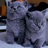 Blue & White British Shorthair Kitten - Purebred Short-legged Cat