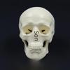 Removable Mini Skull Model for Art, Sketching, and Dental Teaching