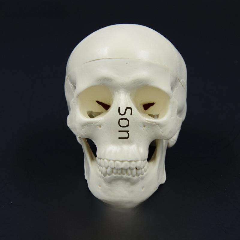 Removable Mini Skull Model for Art, Sketching, and Dental Teaching