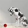 3 Sizes Pet Chewing Ball Non-toxic Solid Elastic Ball Dog supplies Rubber Dog Ball  Cleaning Teeth