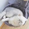 Soft Cat Tree Hammock Thick Plush Plush Cat Basket Solid Color Hanging Cat Nest  Indoor