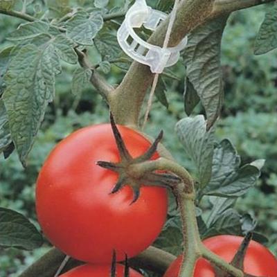Plant Support Clips for Garden Tomato Vegetable Plant Holder Vines Upright and Make Plants Twine Clips for Vine Beans Vegetables Fruits
