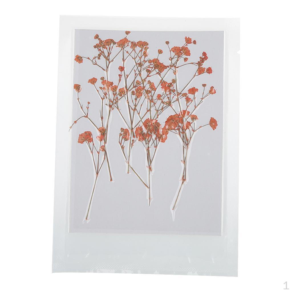 12 Pieces Pressed Real Dried Flowers for DIY Scrapbooking