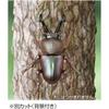Takara Tomy Ania AS-42 Rainbow Stag Beetle Toy for Ages 3 and Up Animal Dinosaur Insect