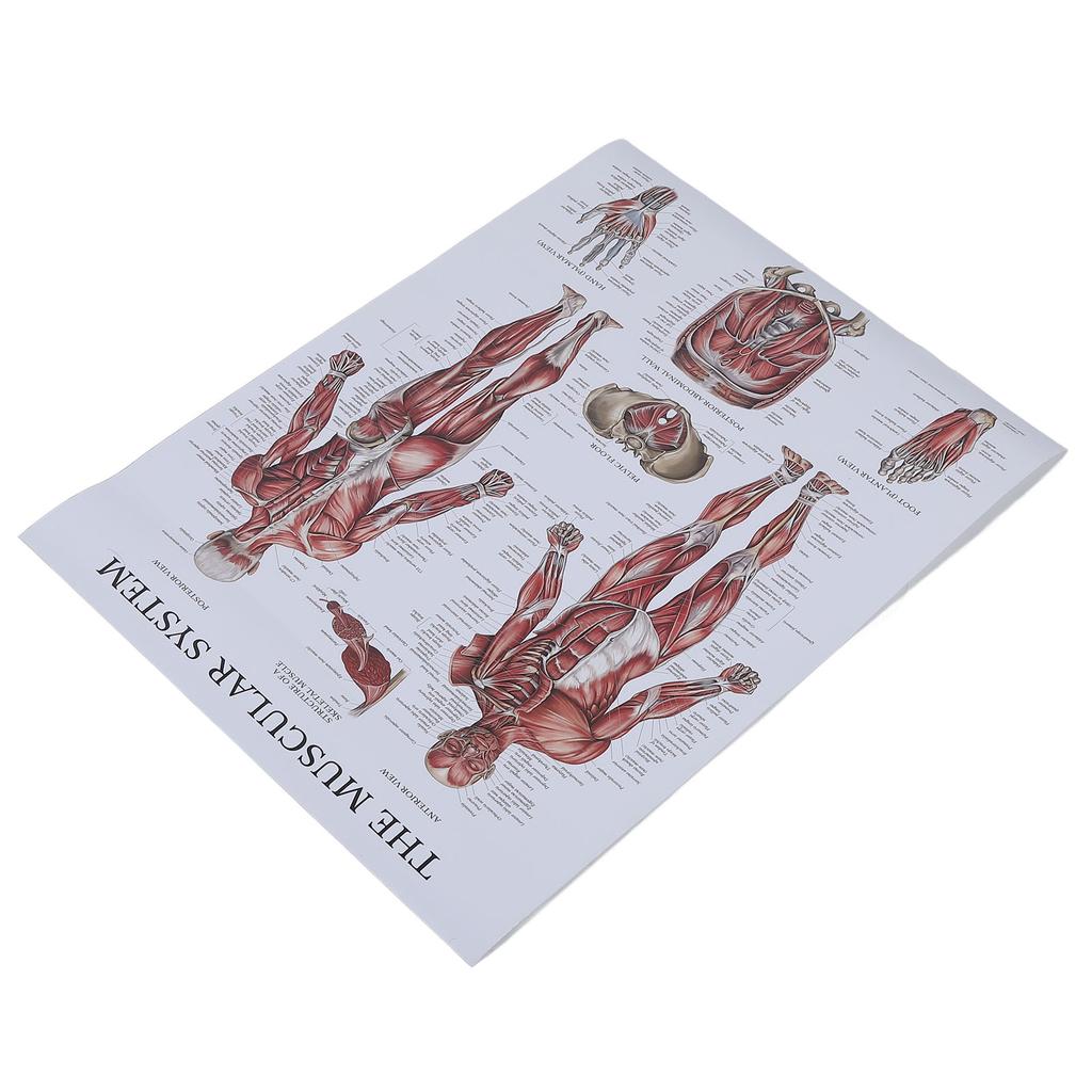 Pôster de anatomia muscular, gráfico colorido de músculos humanos para salas de aula, clínicas, academias, casa