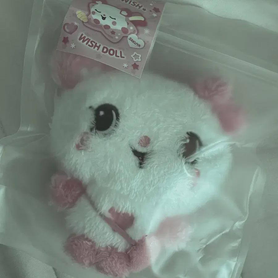 

Wishidol Pang