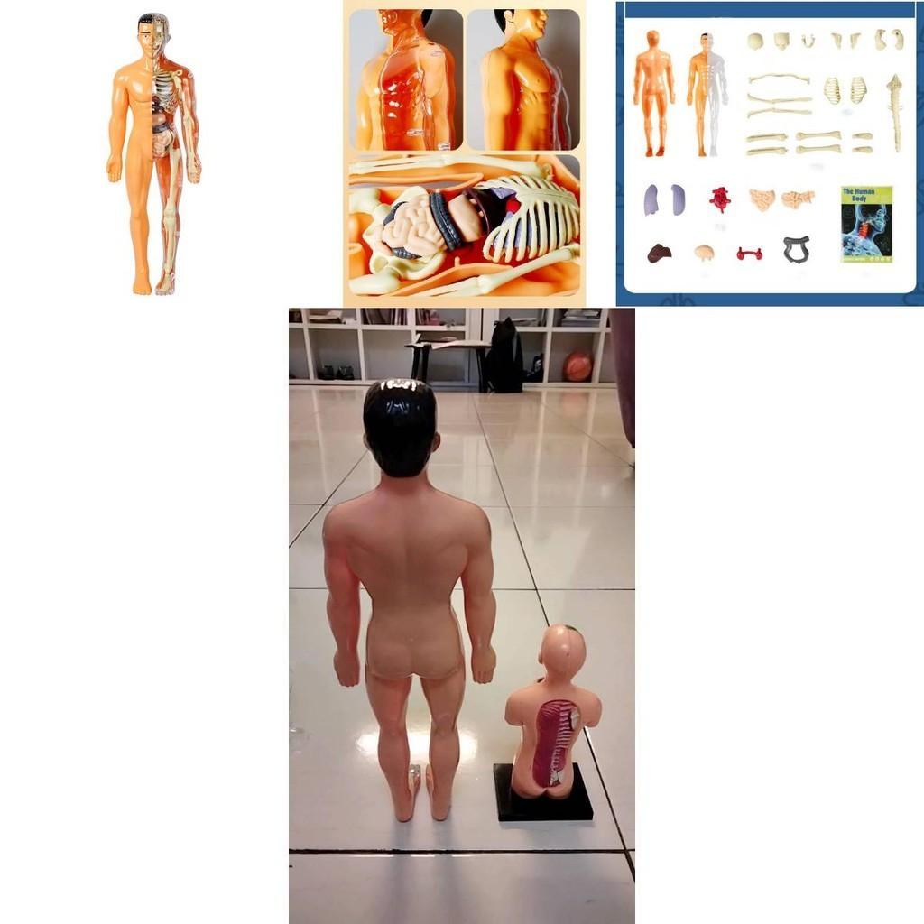Modelo de Brinquedo Educativo Infantil Para Aprender Anatomia Humana
