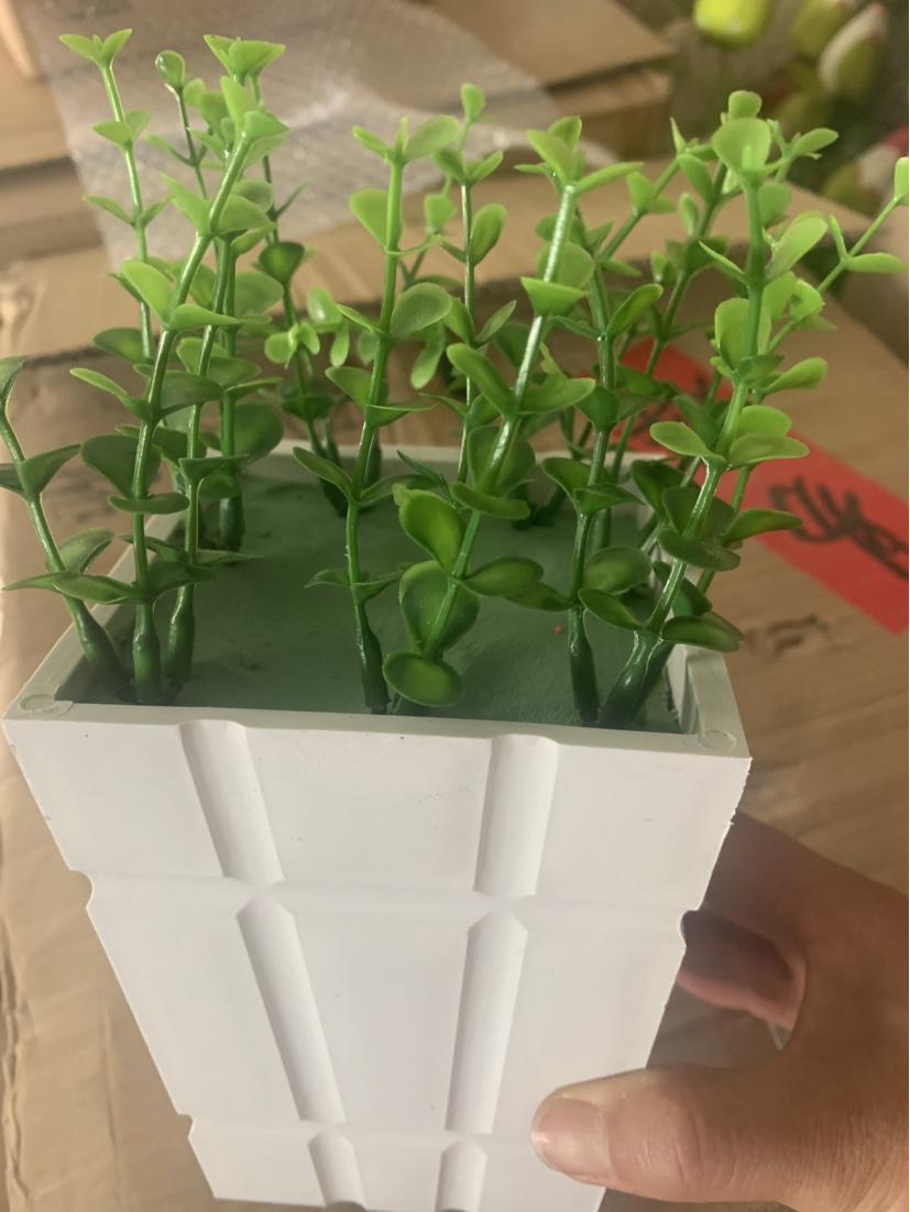 Большой Шелковый Лотос Кувшинка Бонсай - Бесплатная Доставка