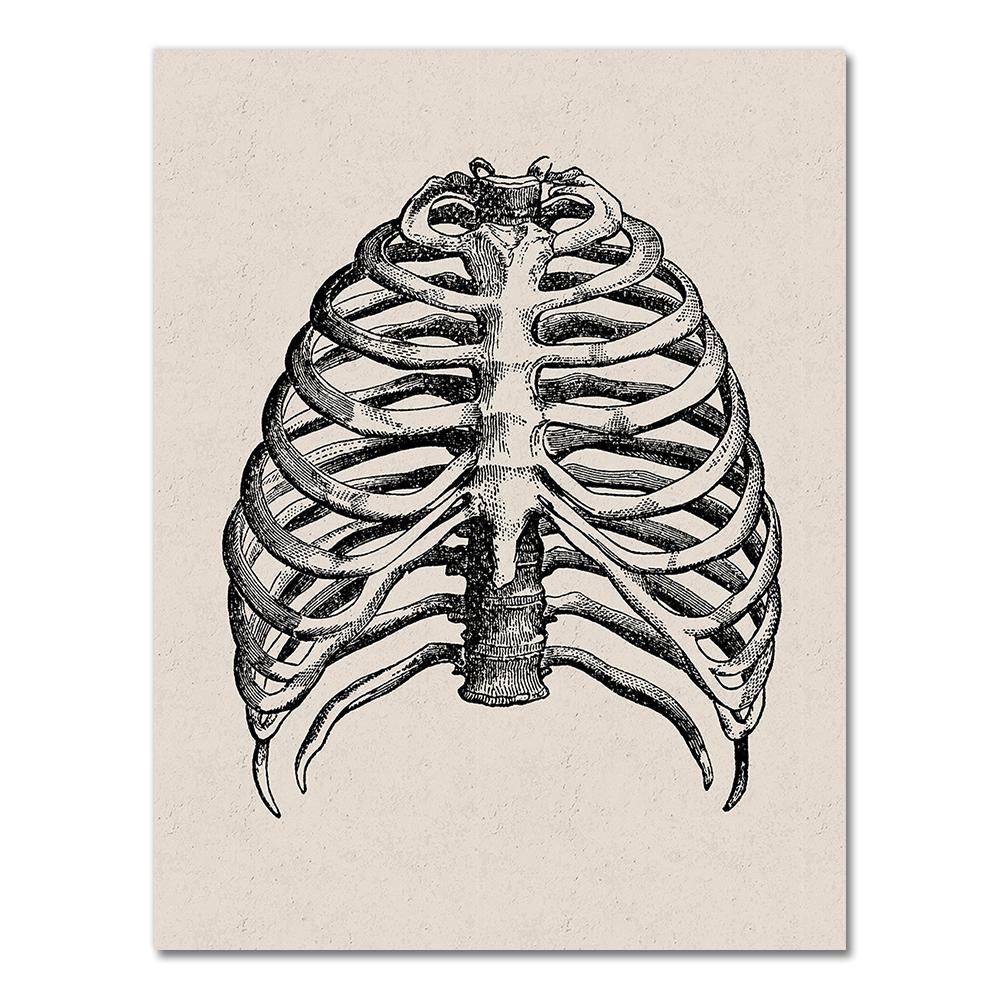 Human Anatomy Wall Art Hospital Vintage Posters and Prints Doctor Office Decoration Skeleton Anatomical Skull Canvas Painting