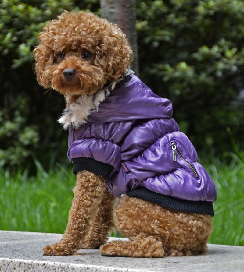 purple dog coat