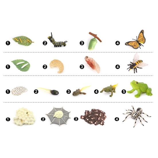 4Pcs/5Pcs Frog Tarantula Butterfly Bee Animal Growth Observation Model Toys