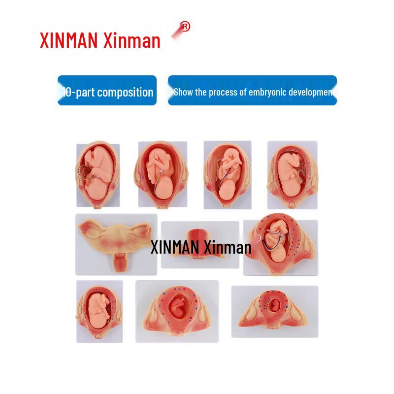 XINMAN Pregnancy Fetal Embryo Development Model Set