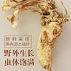 Altın Ağustosböceği Çiçeği Isaria ağustosböceği Miq 100g Büyük Cordyceps Sinensis