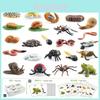 25 Piece Realistic Insect Growth Cycle Card Set Featuring Worm Ladybug Dragonfly Frog Snail Models