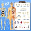 Menschlicher Körper Modellbausatz für Kinder Anatomie Wissenschaft Spielzeug Pädagogisches Skelettmodell DIY Organmodell für Schüler MINT-Lernen