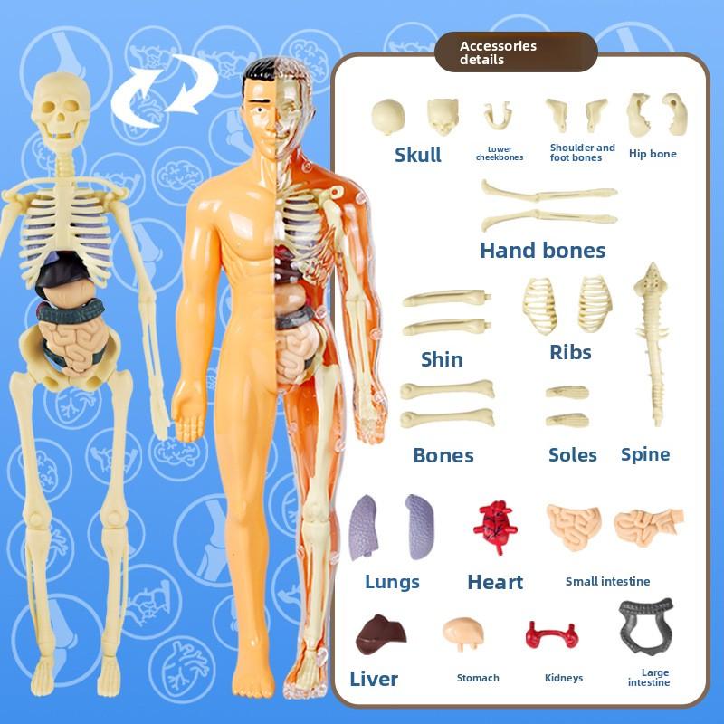 

Набор модели человеческого тела для детей, анатомическая научная игрушка, образовательная модель скелета, модель органа для самостоятельной сборки для студентов, STEM-обучение TXMR-026