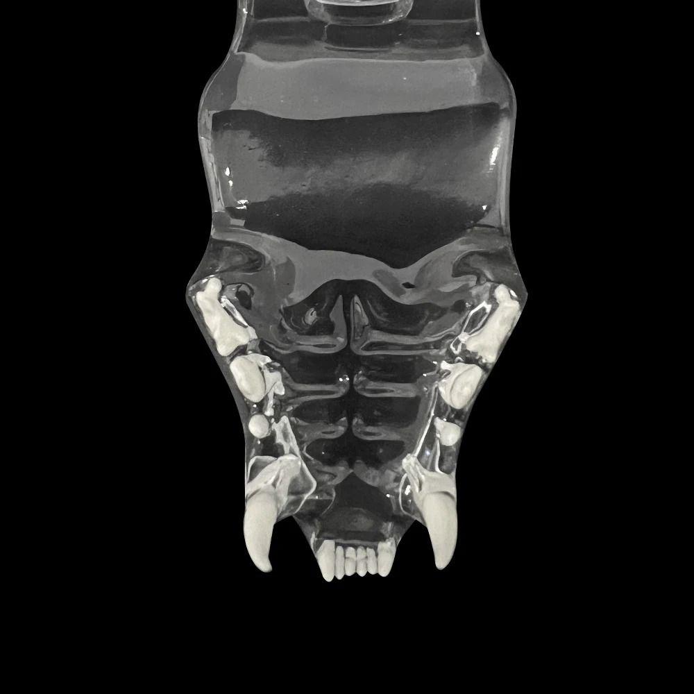 Cão Gato Coelho Modelo de Dente de Cão Gato Transparente Typodont Gato Acessórios Veterinários