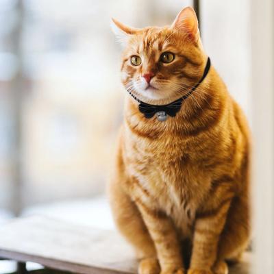 Chic Adjustable Rhinestone Pet Collar Cat Dog Collar Bell Charm Premium Material Comfortable for Party Daily Decoration
