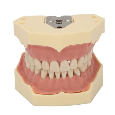 Modèle d'enseignement dentaire Gencive souple 32 dents Modèle de démonstration dentaire Modèle de dents pour clinique de laboratoire