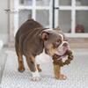 Rugged Dog Chewing Ring Chew Toy Textured Puppy Teething Keeps for Aggressive Chewers Dogs Busy Dental Health Instinct Flavored