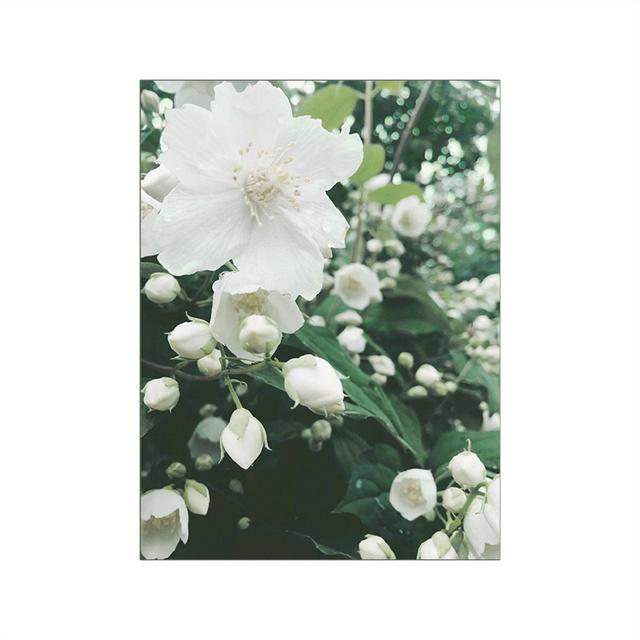 

Белые цветы, растения, настенные картины, холст, картина, весенний свежий пейзаж, постер и печать для современной гостиной, домашний декор 21X30cm No Frame